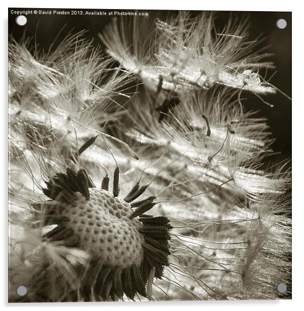 Dandelion seed head #3 Acrylic by David Preston