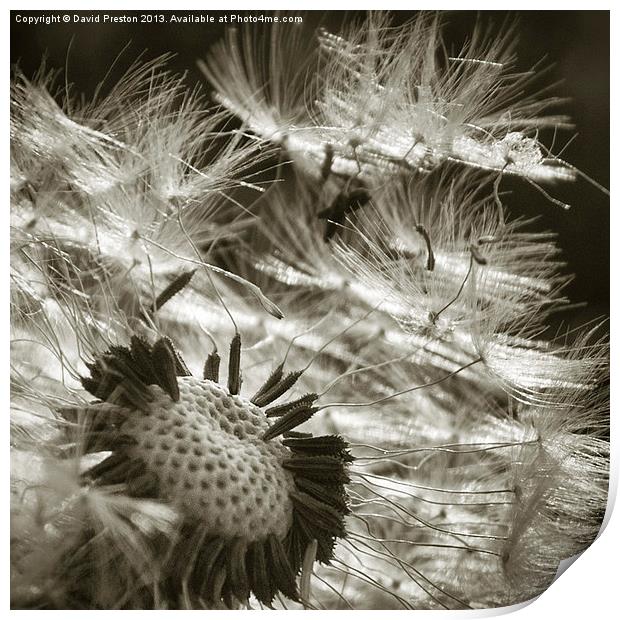 Dandelion seed head #3 Print by David Preston