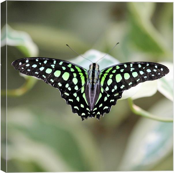 Black and green butterfly Canvas Print by Ruth Hallam