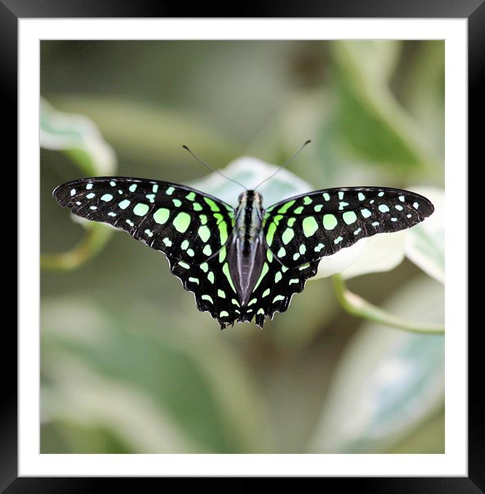 Black and green butterfly Framed Mounted Print by Ruth Hallam