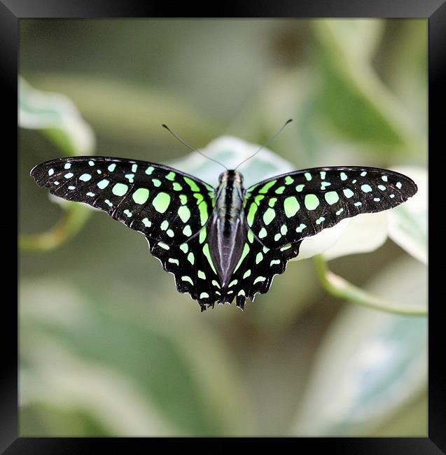 Black and green butterfly Framed Print by Ruth Hallam