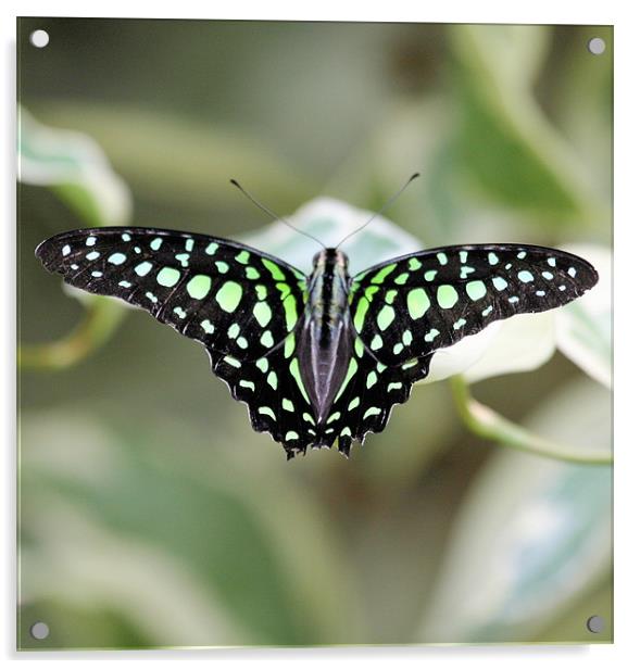 Black and green butterfly Acrylic by Ruth Hallam