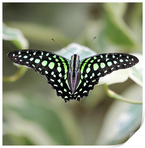 Black and green butterfly Print by Ruth Hallam