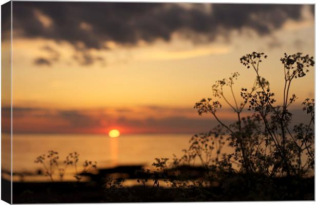 sunset Canvas Print by jane dickie
