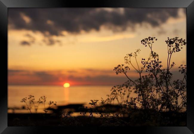 sunset Framed Print by jane dickie