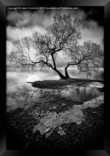 The Old Tree Ullswater Framed Print by Jason Connolly