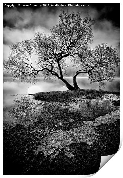 The Old Tree Ullswater Print by Jason Connolly