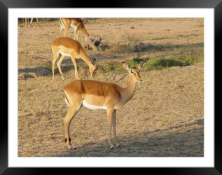 Impala Trio Framed Mounted Print by colin chalkley