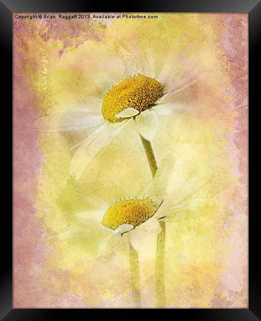 Daisy Delight Framed Print by Brian  Raggatt