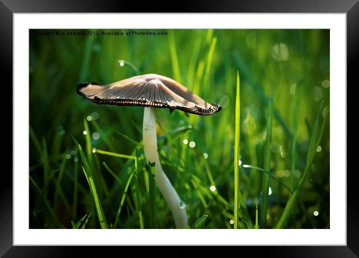 mushroom in the grass Framed Mounted Print by Jo Beerens