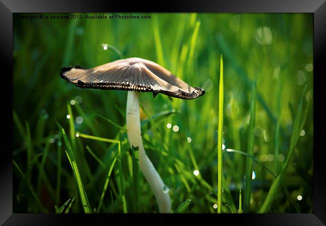 mushroom in the grass Framed Print by Jo Beerens