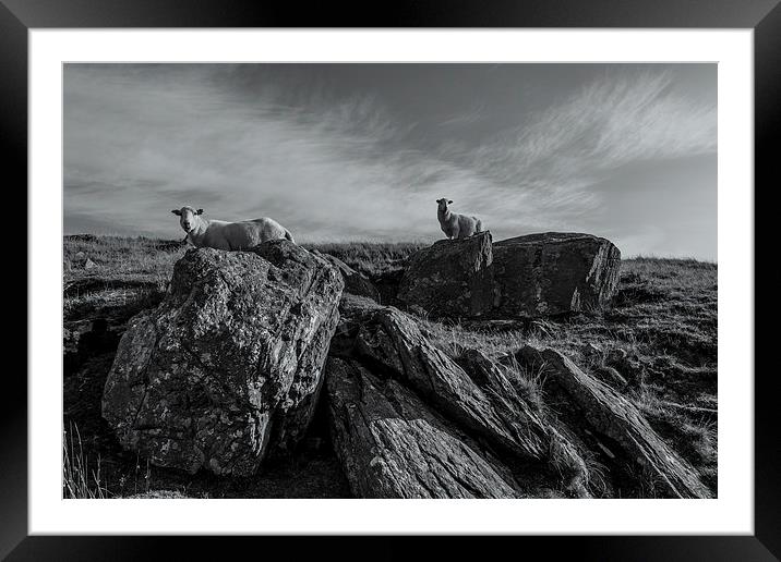 Sheep Framed Mounted Print by Gary Finnigan