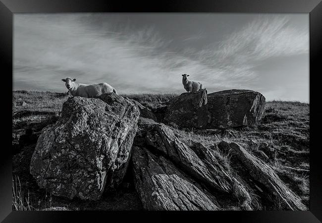 Sheep Framed Print by Gary Finnigan