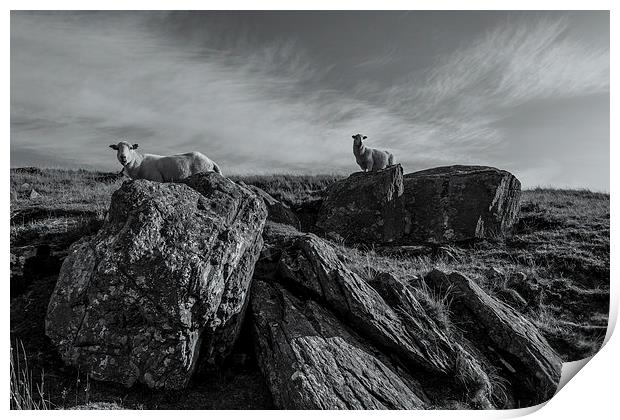 Sheep Print by Gary Finnigan