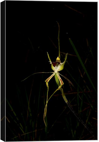Green Comb Spider Canvas Print by Graham Palmer