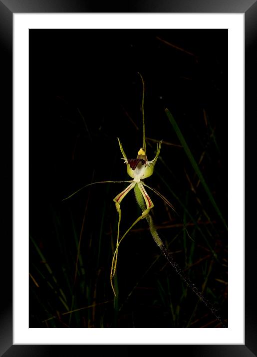 Green Comb Spider Framed Mounted Print by Graham Palmer