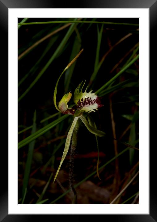 Green Comb Spider Orchid Framed Mounted Print by Graham Palmer