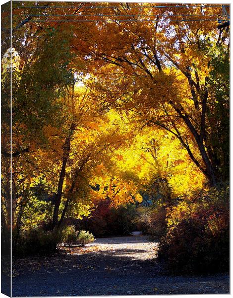 Fall Path with Sun Canvas Print by Patti Barrett