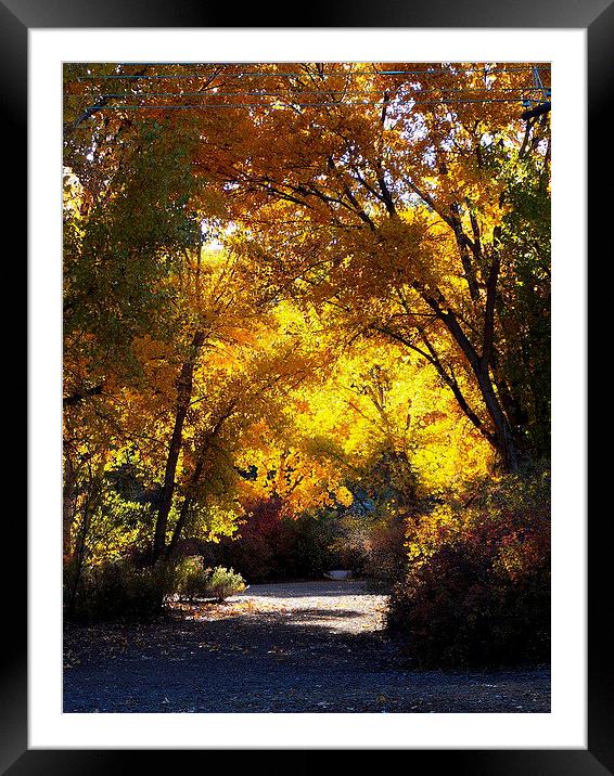 Fall Path with Sun Framed Mounted Print by Patti Barrett