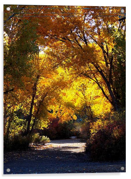 Fall Path with Sun Acrylic by Patti Barrett