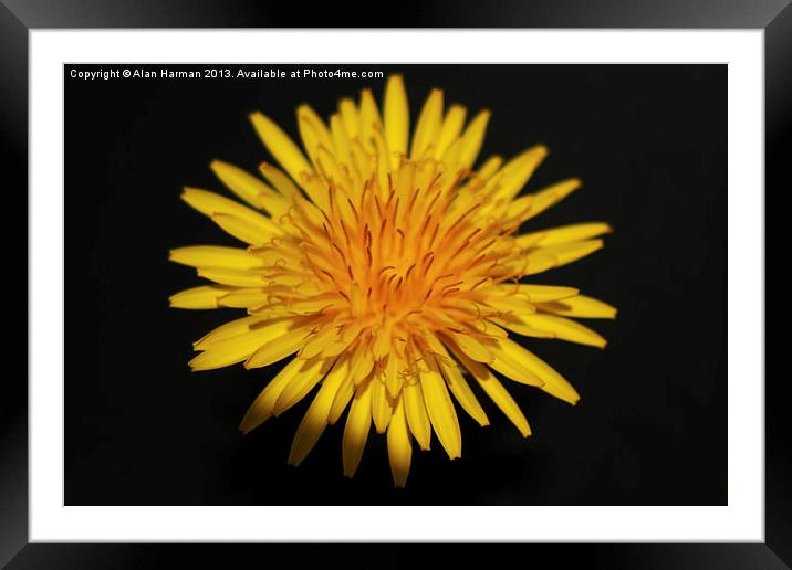 Dandelion Flower Framed Mounted Print by Alan Harman
