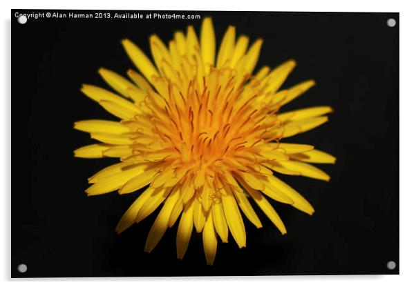 Dandelion Flower Acrylic by Alan Harman