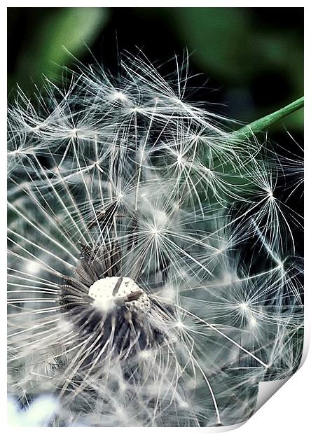 Dandelion seed head Print by leonard alexander