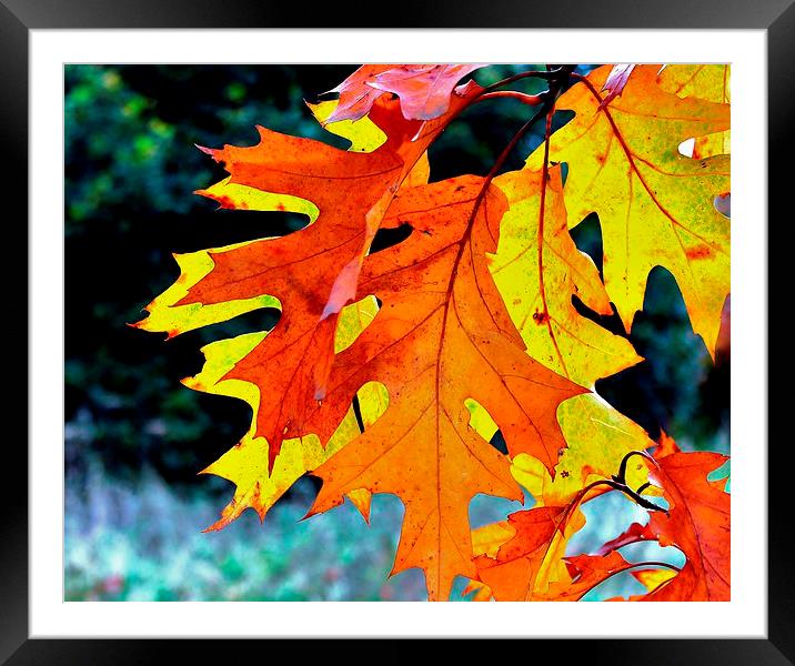 Autumn Leaves, Backlit by sun Framed Mounted Print by Robert Cane