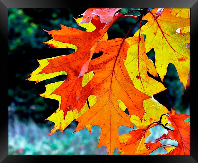 Autumn Leaves, Backlit by sun Framed Print by Robert Cane