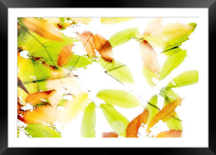 Leaves Splash Abstract 3 Framed Mounted Print by Natalie Kinnear