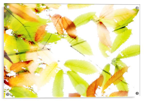 Leaves Splash Abstract 3 Acrylic by Natalie Kinnear