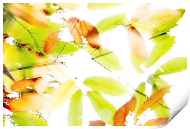 Leaves Splash Abstract 3 Print by Natalie Kinnear
