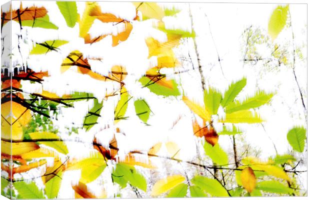 Leaves Splash Abstract 2 Canvas Print by Natalie Kinnear