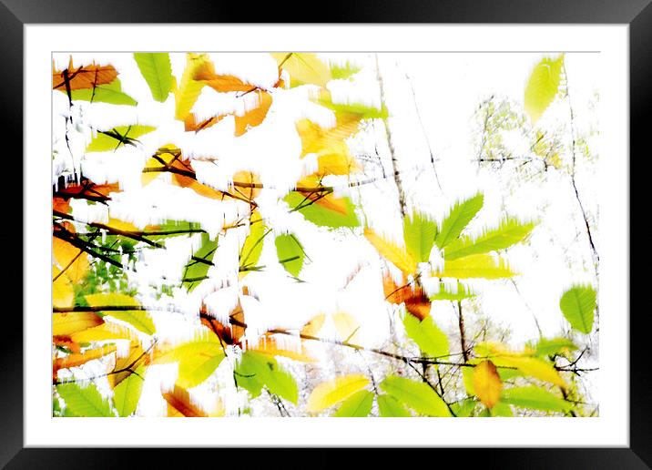 Leaves Splash Abstract 2 Framed Mounted Print by Natalie Kinnear