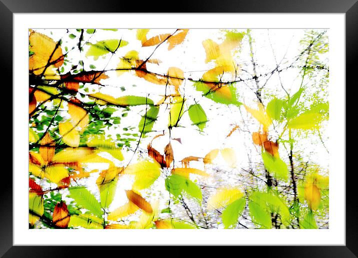 Leaves Splash Abstract 1 Framed Mounted Print by Natalie Kinnear