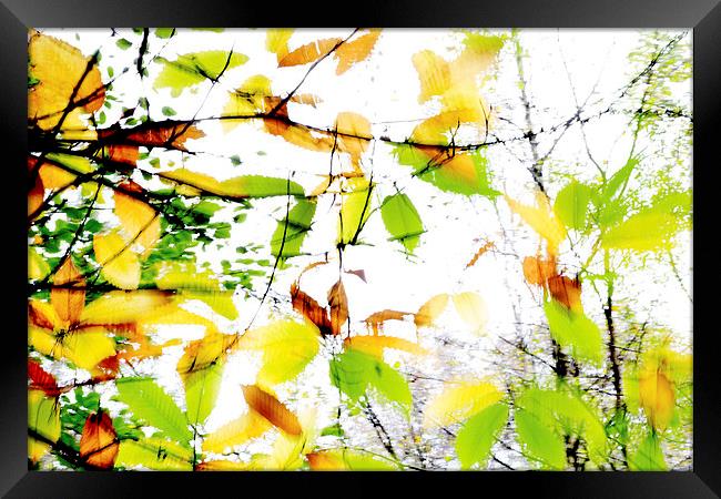 Leaves Splash Abstract 1 Framed Print by Natalie Kinnear