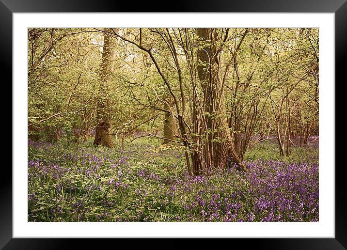 Spring Rhapsody Framed Mounted Print by Lesley Mohamad