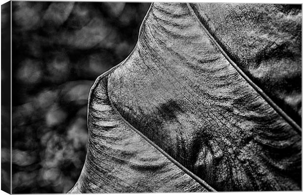 Leafy Texture Canvas Print by Mary Lane