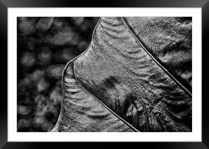 Leafy Texture Framed Mounted Print by Mary Lane