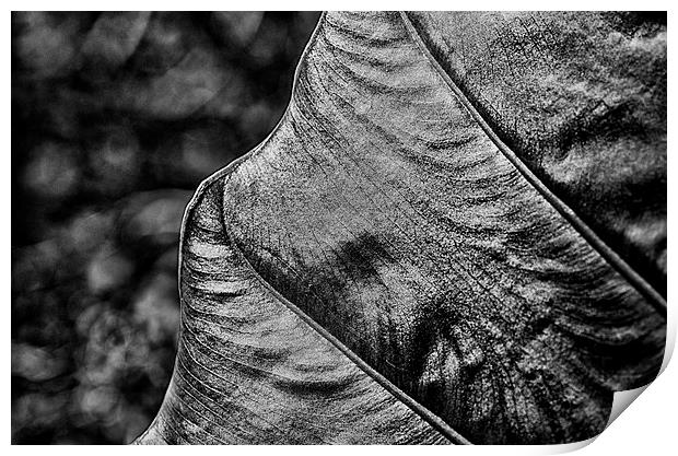 Leafy Texture Print by Mary Lane