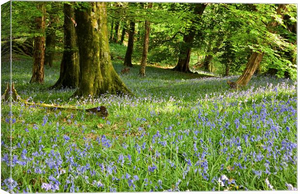Bluebells in a wood Canvas Print by Rory Trappe