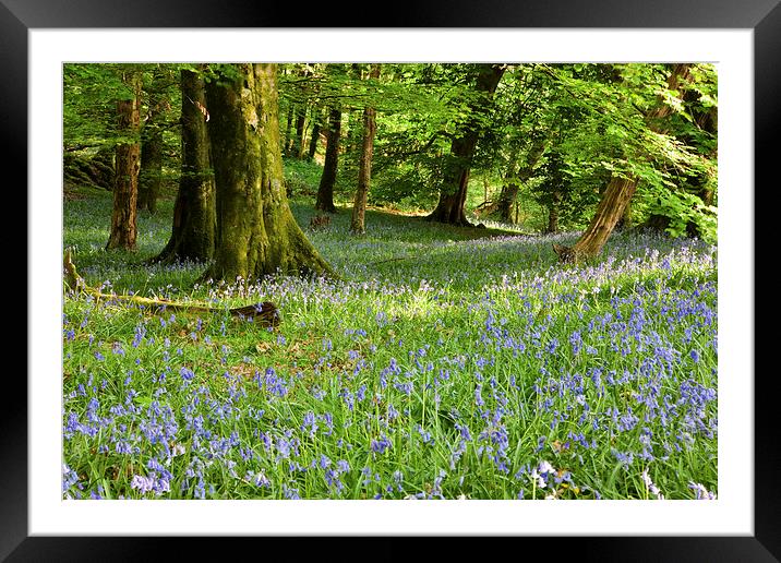 Bluebells in a wood Framed Mounted Print by Rory Trappe