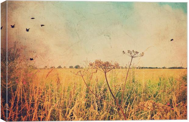 Summer fields Canvas Print by Lesley Mohamad