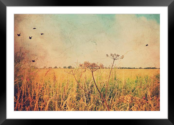 Summer fields Framed Mounted Print by Lesley Mohamad