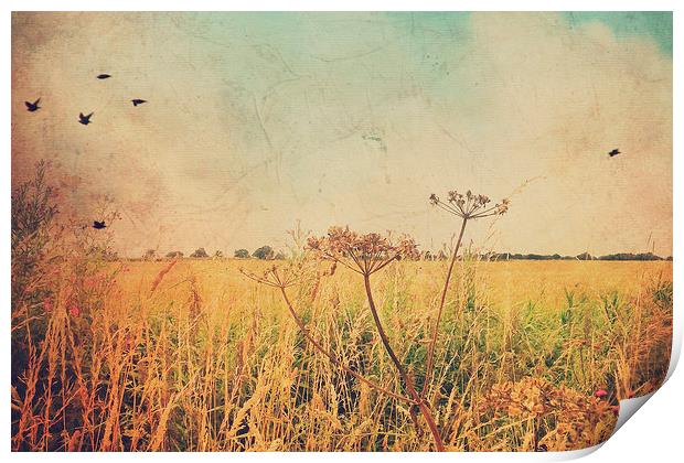 Summer fields Print by Lesley Mohamad