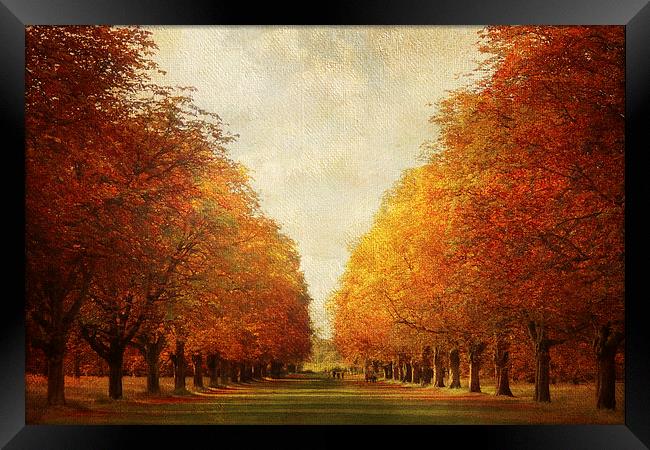 Autumn Avenue Framed Print by Lesley Mohamad