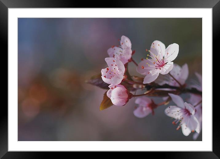 Spring bokeh Framed Mounted Print by Lesley Mohamad