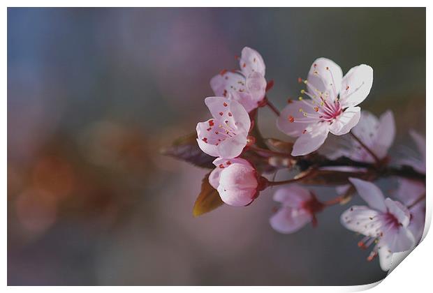 Spring bokeh Print by Lesley Mohamad