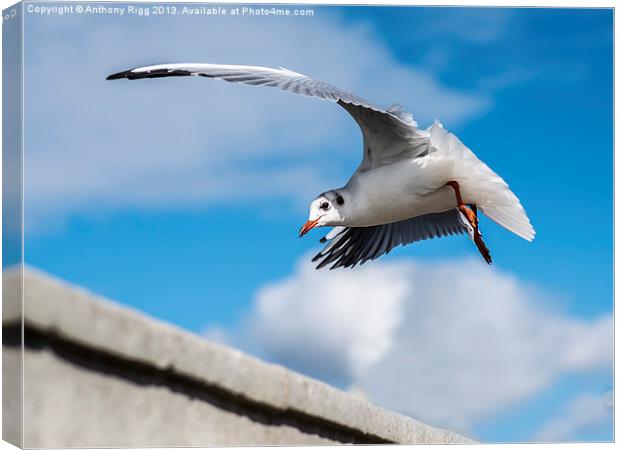 Seagull Canvas Print by Anthony Rigg