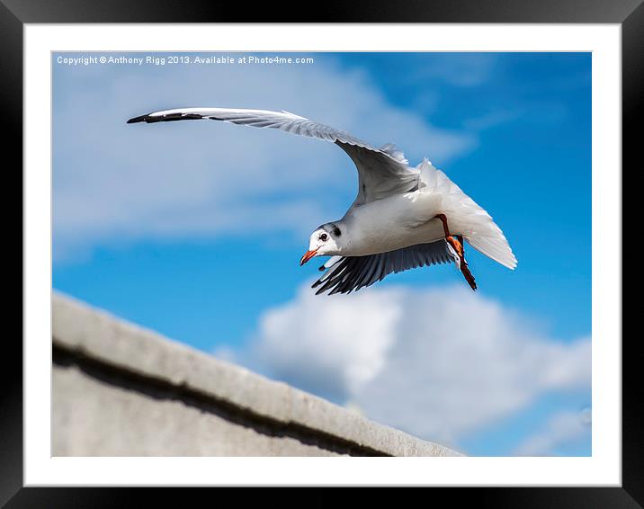 Seagull Framed Mounted Print by Anthony Rigg